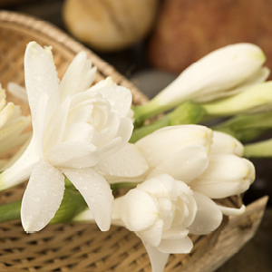 Luminous Tuberose
